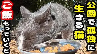 公園で孤独に生きるハイソックス猫 木に登ってご飯を待つ さくらねこへのエサやり【視聴するだけでも猫を助けることになります】支援者様 視聴者様 猫たちに神のご加護を！