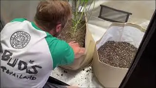 from a tiny seed to huge flowers- Sour Bubble x Gluteni