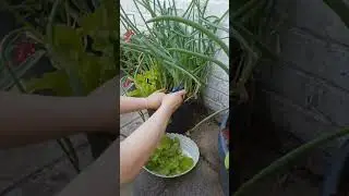 First vegetable container harvest + meal👩&zwj;🌾 #garden #gardening #harvest #happy #containergardening