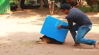 Huge box prank dog sleeping