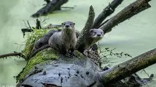 Always fun watching otters in the Cuyahoga Valley National Park.