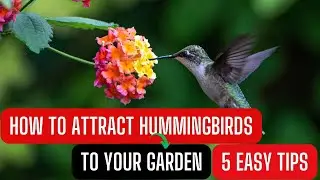 How to Attract Hummingbirds to Your Garden: Tips and Tricks!