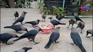 Large numbers of Crows ki natural awaaz | কাকের ডাক Crow Sound Crow ki Awaz Loudly &alpha;213