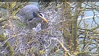 Heron Cam &ndash; First heron chicks of 2016