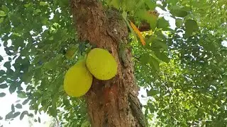 Treasure under the old Jackfruit tree #treasurehunting #viralvideo #yamashita_treasure_signs