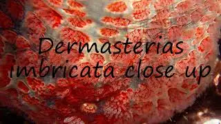 How to pronounce Dermasterias imbricata close up in English?