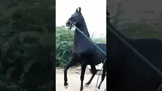 Stallion Current Site Late Toofan #horse #horselover #shorts