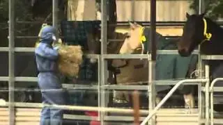 First hendra virus tests return negative