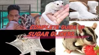 A COMPLETE GUIDE ON SUGAR GLIDERS ( பறக்கும் அணில்)  @danmathewsexoticbirds7509