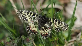 motyl zygzakowiec kokornakowiec ( Zerynthia polyxena; Southern Festoon butterfly)