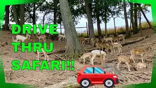 Lake Tobias with DRIVE THROUGH SAFARI!!