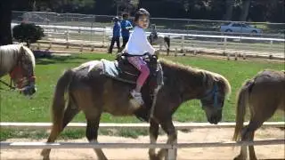 Griffith Park Pony Rides