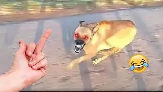 Angry Animal Reaction 😝😝|#funnymemes #comedyvideo #viralshorts #angryanimals .