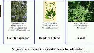 Angiosperms, Dəstə G&uuml;l&ccedil;i&ccedil;əklilər, fəsilə Kənafkimilər dağdağanı Chaetacme Chris bitki Cannabaceae