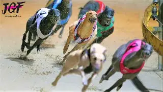 Greyhound racing,  Dog race,  Track racing