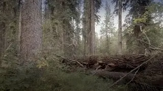Maintaining Old Forests | Lessons from Nature