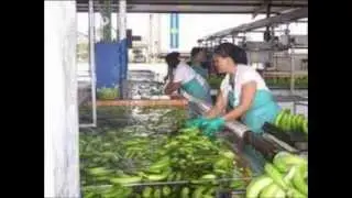Banana Slavery