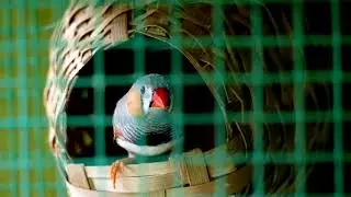 Bird, House Finch Habits,  monogamous birds