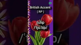Pronunciation of tulip  in British Accent with transcription