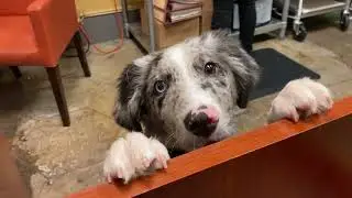 Good Neighbors - Three Dog Bakery