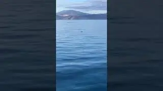 Huge turtle