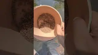 EM4 VS BIOMETA UNTUK IKAN NILA 