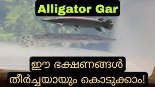 അലിഗേറ്റർ ഗാർ ഫുഡ്/ഡയറ്റ് | Alligator Gar Diet & Feeding Facts | What These Prehistoric Fish Eat!
