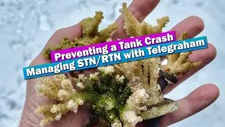 Prevent a tank crash - Managing STN/RTN with Telegraham