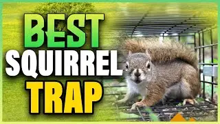 5 Best Squirrel Traps 2025 (Heavy Duty Squirrel Traps That Work)