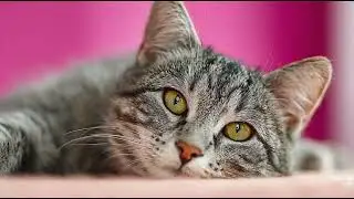 Playlist(cat purring) - Enchanting Cat Moments 🐾✨