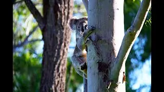 Koala Scat and Detection Dogs