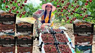 Exploring Rural Iran:Biryani chicken Stuffed sour cherry Pilaf || Iran village life