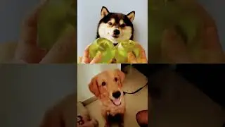 ASMR ultimate relaxation #goldenretriever #cute #shorts #cutecoffee #pets #coffee