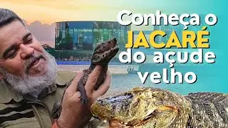 CONHEÇA O JACARÉ DO AÇUDE VELHO | RELATÓRIO DE RÉPTEIS