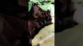 ダンゴムシを見ると、心が躍る。