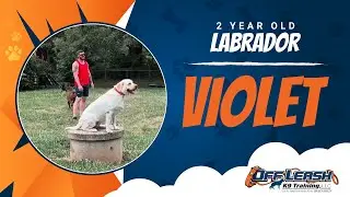 Labrador, 2 Years Old, Violet | Best Dog Trainers Northern VA | Off Leash K9