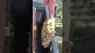 Safe Hive Inspection 🐝 | Cleaning for Healthy Bees