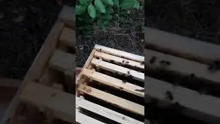 cellule royales apiculture sidi el mohoub