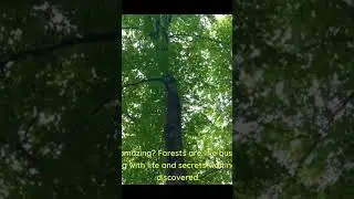 amazing forest!!