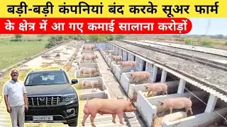 बड़ी-बड़ी कंपनियां बंद करके सूअर फार्म के क्षेत्र में आ गए |कमाई सालाना करोड़ों | pig farm business