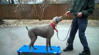 Rebel -Weimaraner | Redeeming Dogs | Tod McVicker - Allen dog training