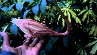 THE QUEEN OF THE NIGHT ORCHID - EPIPHYLLUM