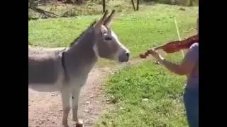 Gomari muzikant  I've donkey like the music