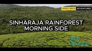 Where Rainforest Meets Tea | Sinharaja Morning Side Sri Lanka | Stunning Drone Footage