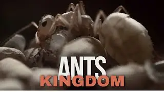 DISCOVER the Secret Life of Ants Kingdom!