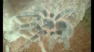 Lasiodora difficilis (Hat endlich ihr neues heim)