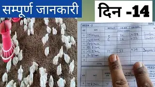 poultry farm me day 14 ki poori jankari