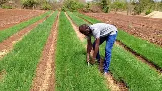 onion nursery management