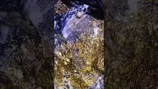 Crazy quartz vein full of gold | motherlode gold vein #shortsvideo #shorts