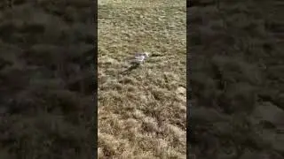 Pet Pranks and Playtime: Non-Stop Laughter